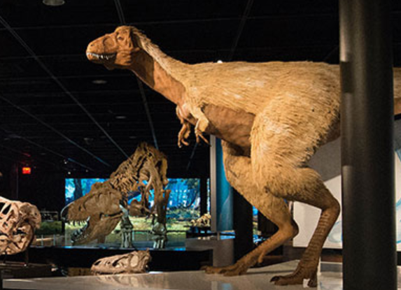 Bullock Museum - T-rex dinosaur at the exhibit T. rex: The Ultimate Predator